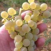 Domaine Buisson-Charles 03