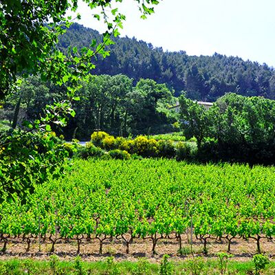 Domaine Grand Veneur 02