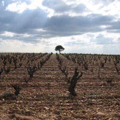 Domaine de la Biscarelle 03