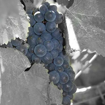 Domaine Vaudoisey-Creusefond 04